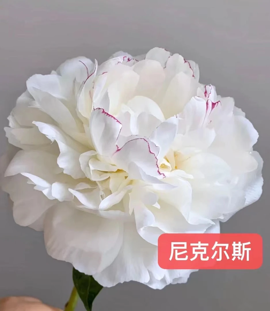 进口芍药种苗 尼克尔斯【秋季裸根发货，包对版】