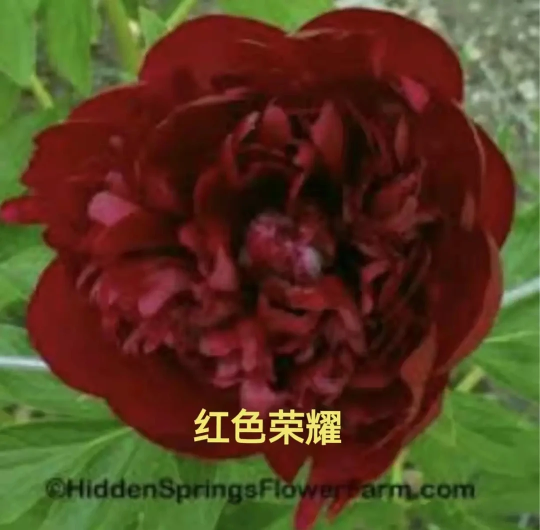 进口芍药种苗 红色荣耀【秋季裸根发货，包对版】