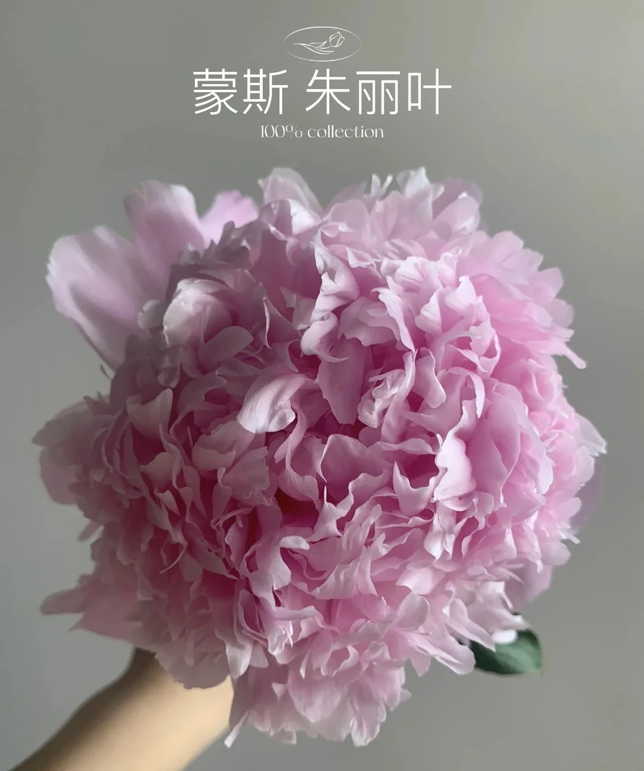 进口芍药种苗 蒙斯朱莉儿【秋季裸根发货，包对版】