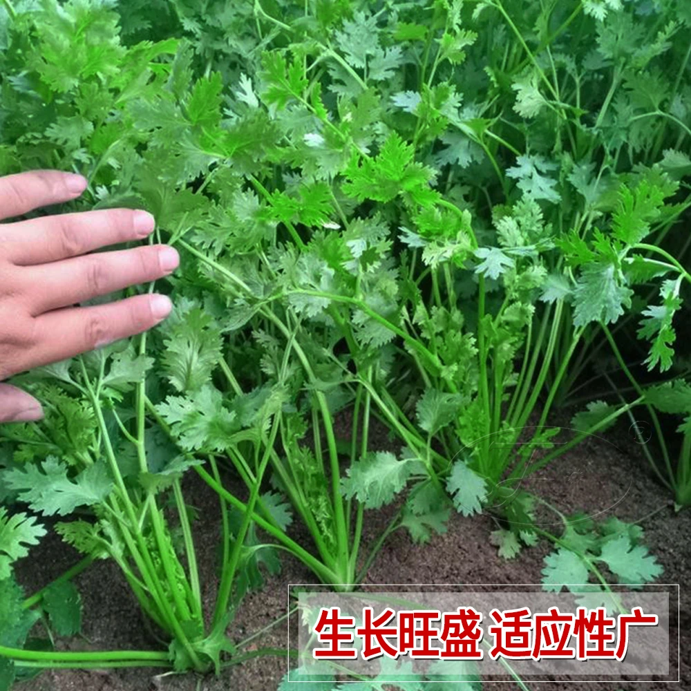 满园香香菜种子大叶芫荽种籽子青菜籽种大全四季阳台盆栽蔬菜种孑