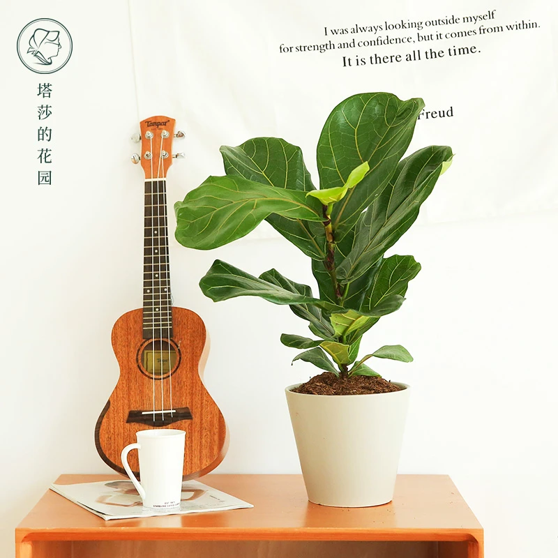塔莎的花园琴叶榕盆栽四季观赏室内绿植家庭园艺好养盆栽
