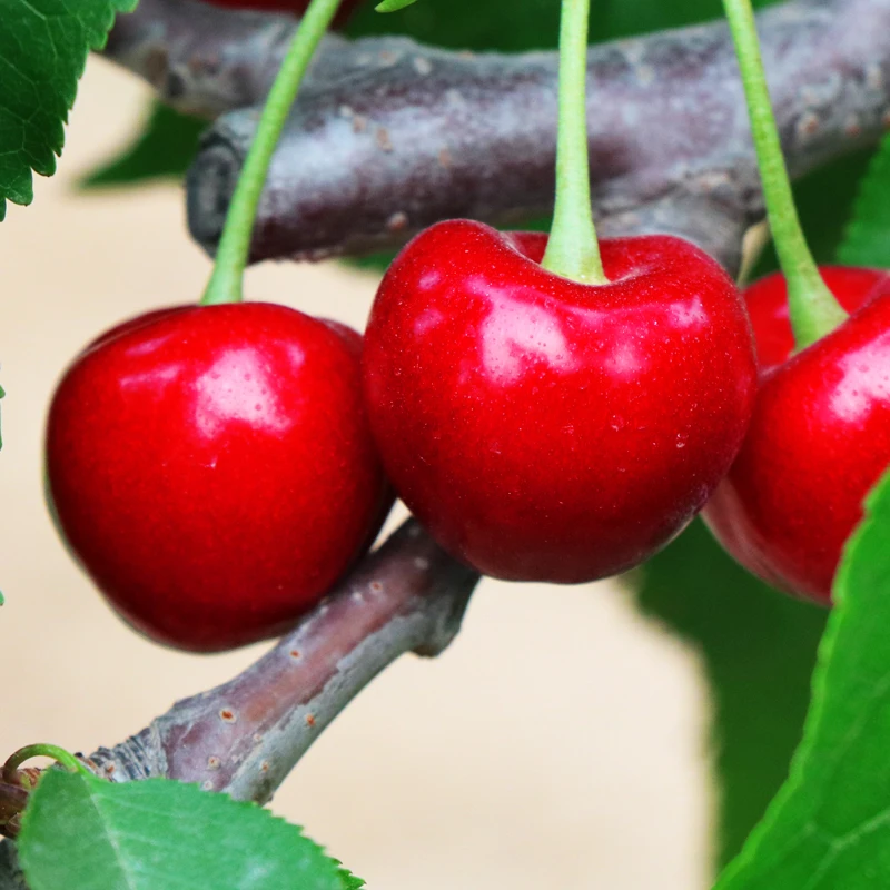 【粉丝专享】陕西大樱桃现摘现发孕妇水果4斤单J海运 内附果径卡