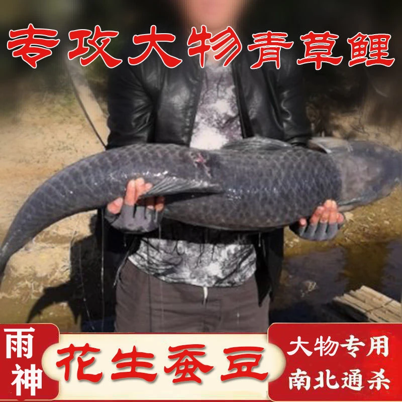 大物蚕豆钓青鱼饵料黑坑专用大物蚕豆青鱼窝料挂钩饵料