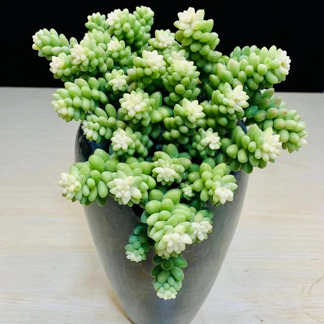 精品雪花玉坠皮实爆仔快新手好看好养多肉植物带盆发室内阳台可养