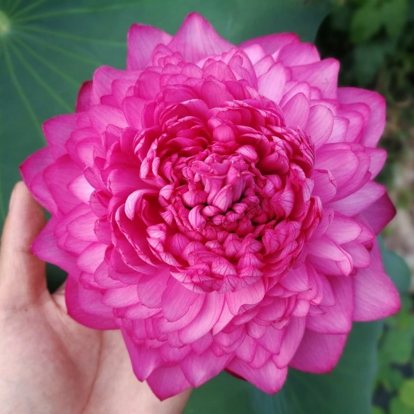 (至尊千瓣)大型碗莲观赏荷花种藕一支红色栽培