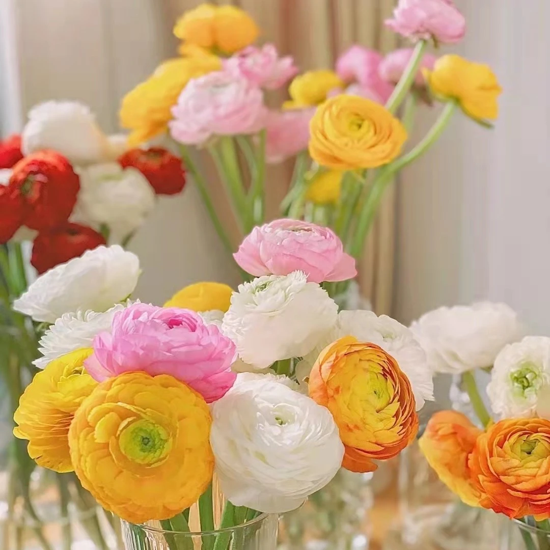 【优选】洋牡丹鲜花 应季鲜切花现货包邮