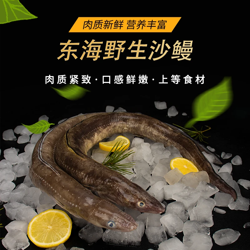 彬哥Bingo东海七星鳗沙鳗油鳗1500g鳗鱼新鲜鳗鱼速冻