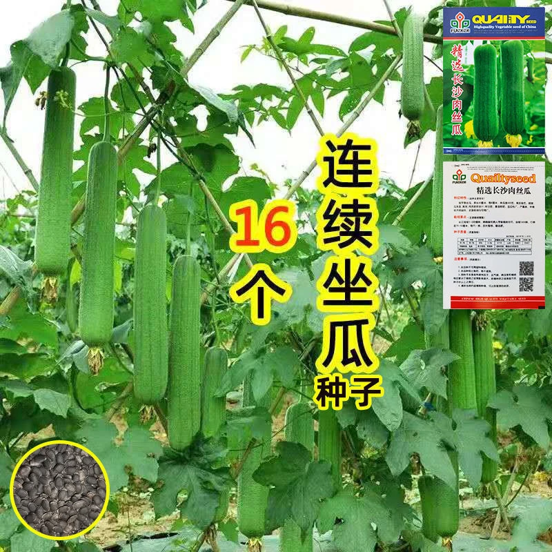 肉丝瓜种子丝瓜种籽四季特大春早熟蔬菜丝瓜种孑农家春夏丝瓜苗秧