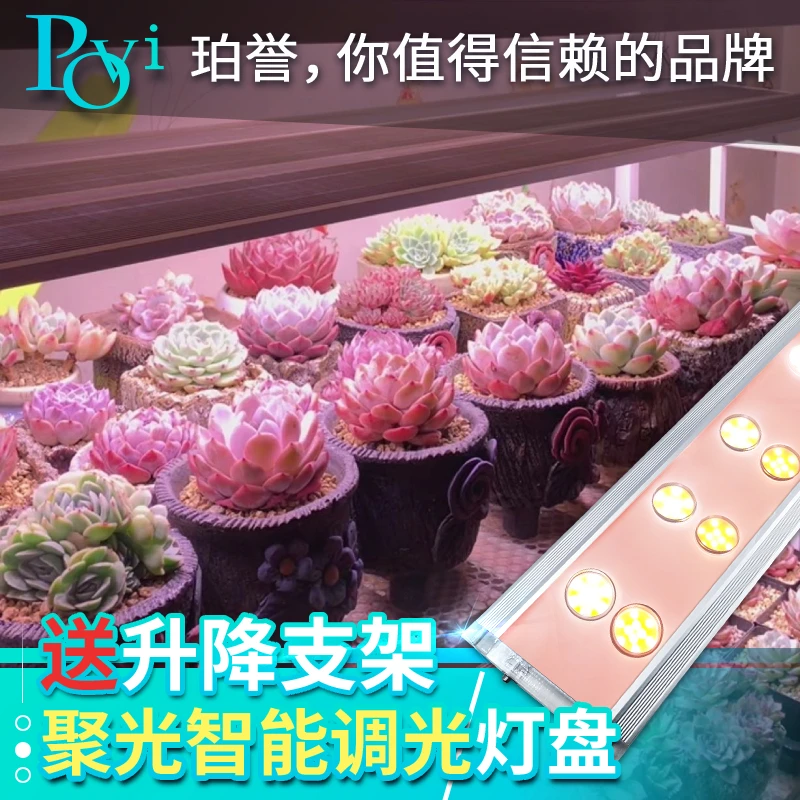 【一一  专属】珀誉多肉补光灯上色全光谱家用防徒仿太阳植物生长灯