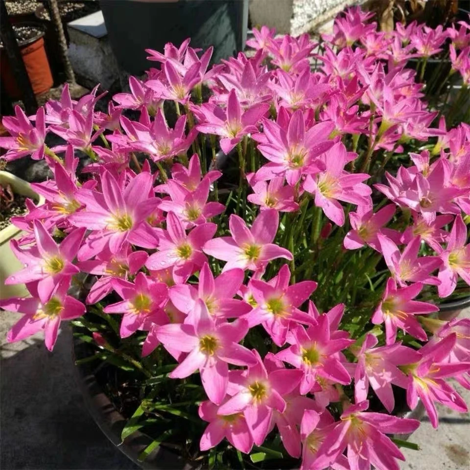 【重瓣风雨兰种球】绿化庭院阳台盆栽花卉耐寒易成活四季开花