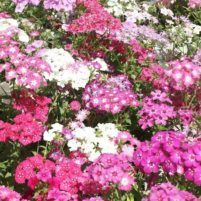 【福禄考种子】绣球芝樱花四季播种易成活盆栽阳台庭院花卉花籽