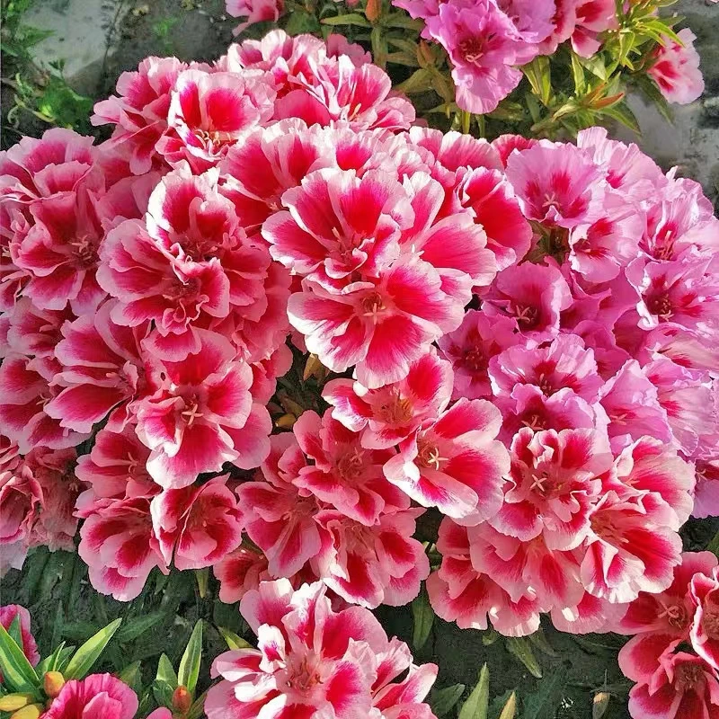 【古代稀种子】四季播种易成活盆栽阳台庭院景观绿化花卉花籽