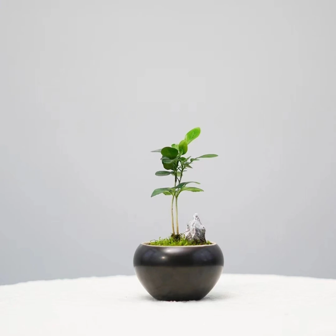 【限量】远峰mini—小叶九里香创意陶瓷盆景微景观