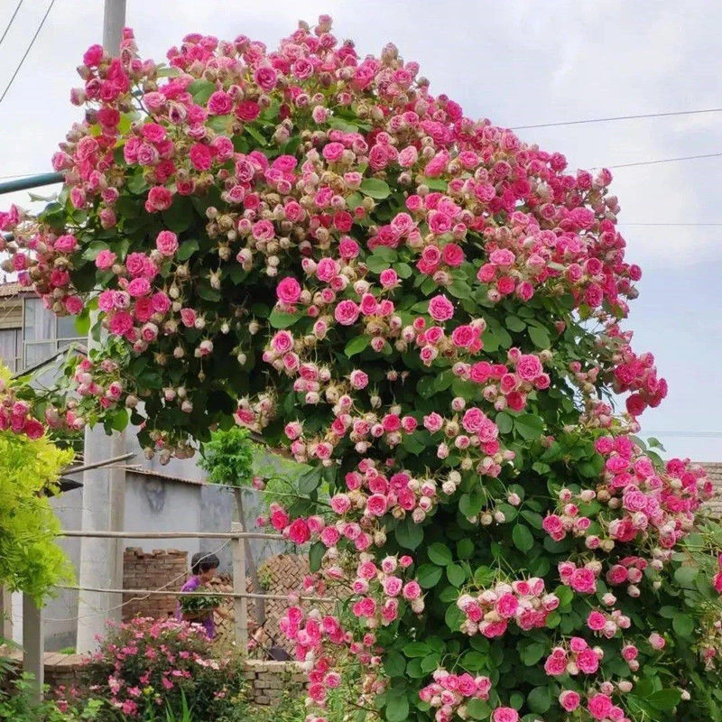 多季节新品胭脂扣爬藤月季多头大花量多头国产月季花苗阳台庭院栽