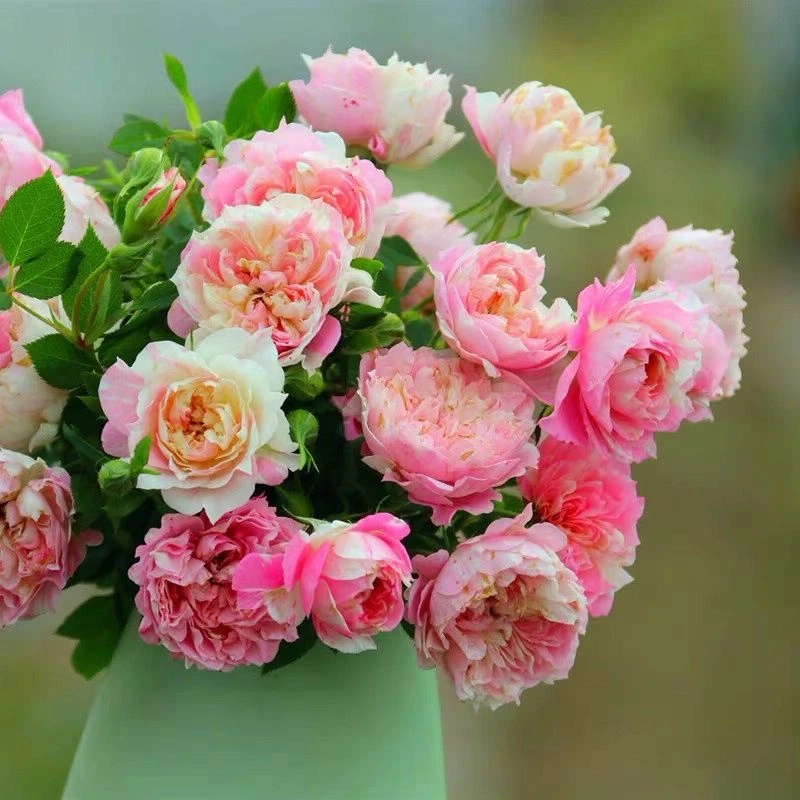 微型条纹月季幸福之门护身符多头勤花多季节开花阳台盆栽月季花苗