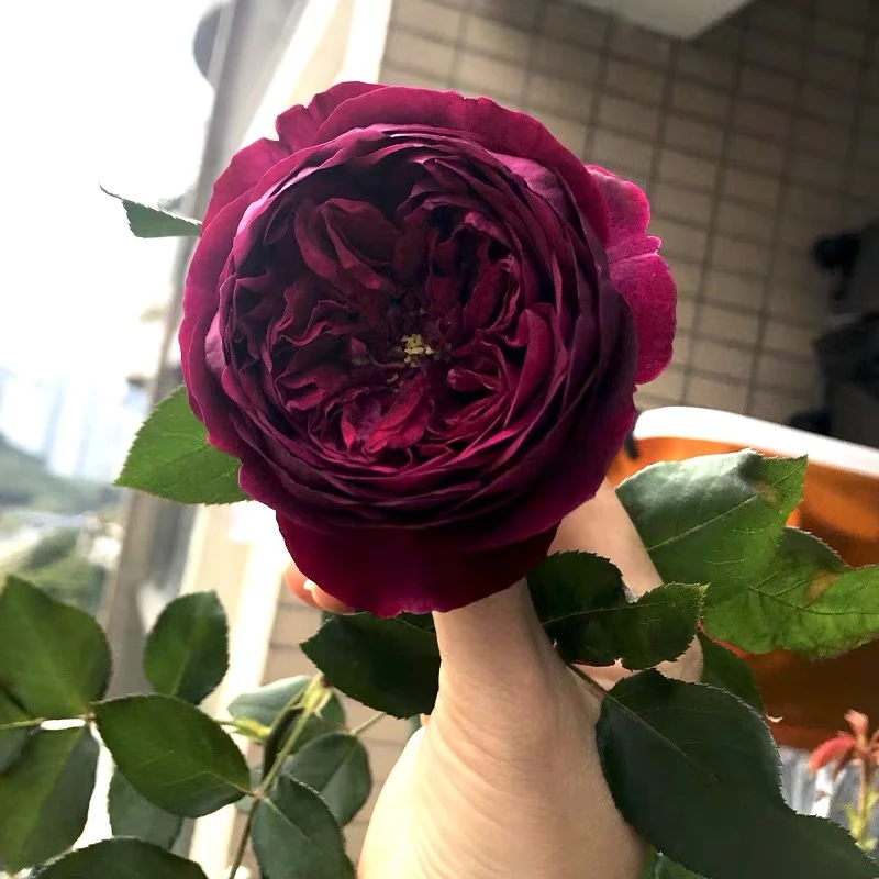 浓香大花月季皇宫多季节开花温度越低颜色越深