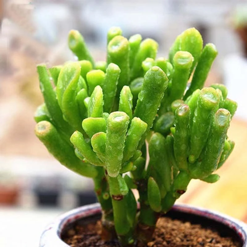 吸财树多肉 又名筒叶花月 大老桩 趣味观叶型植物姬红花月 玉树卷