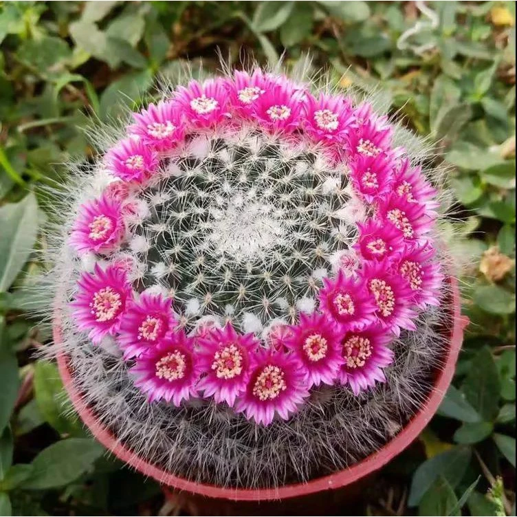 玉翁仙人球多肉植物盆栽花卉室内阳台防辐射开花绯花玉仙人掌肉肉