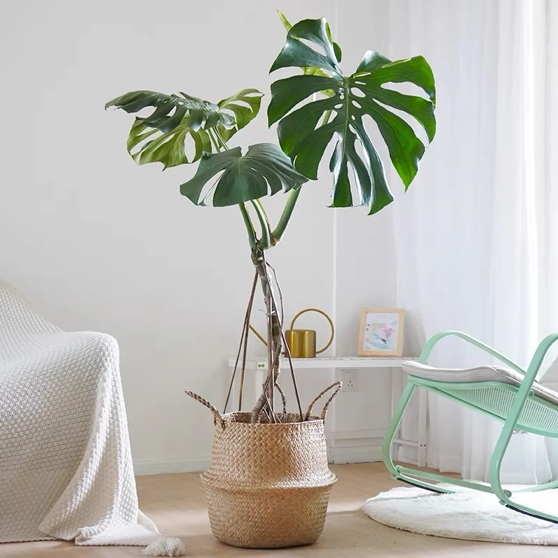 龟背竹老桩大型盆栽观叶植物吸甲醛净化空气办公室客厅室内大绿植