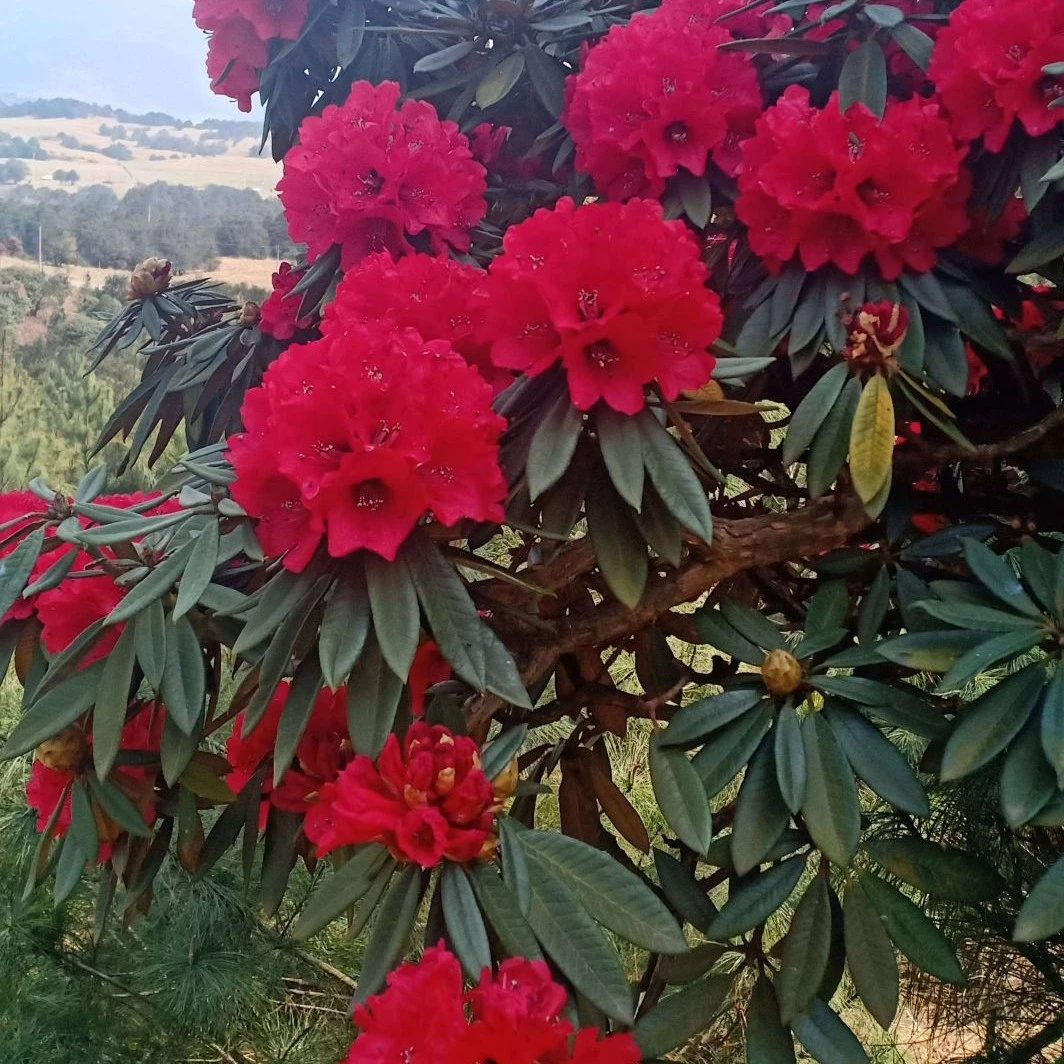高山杜鹃马缨花原盆原土打木架发货