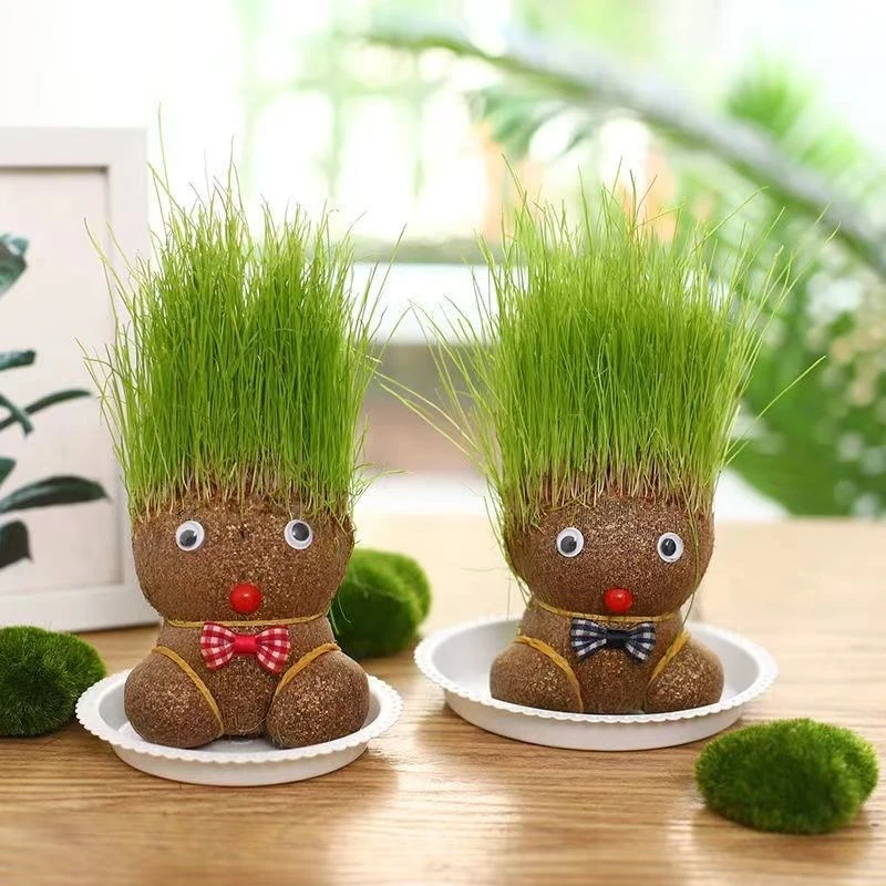 盆栽植物草头娃娃迷你幼儿园绿植儿童观察头上长草娃娃观赏创意