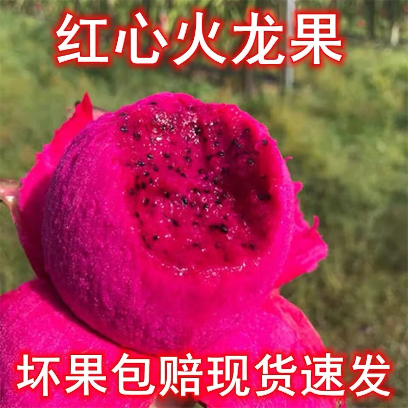 饶平本地红心火龙果 无照灯 果期长更甜 红心火龙果
