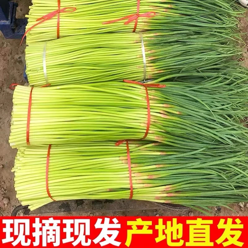 现摘河南老家新鲜红帽蒜苔（不泡水不打保鲜剂）