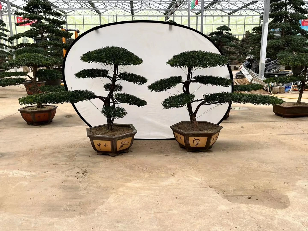 S湾游龙款原生雀舌罗汉松盆景可配对，适合庭院别墅公司门口