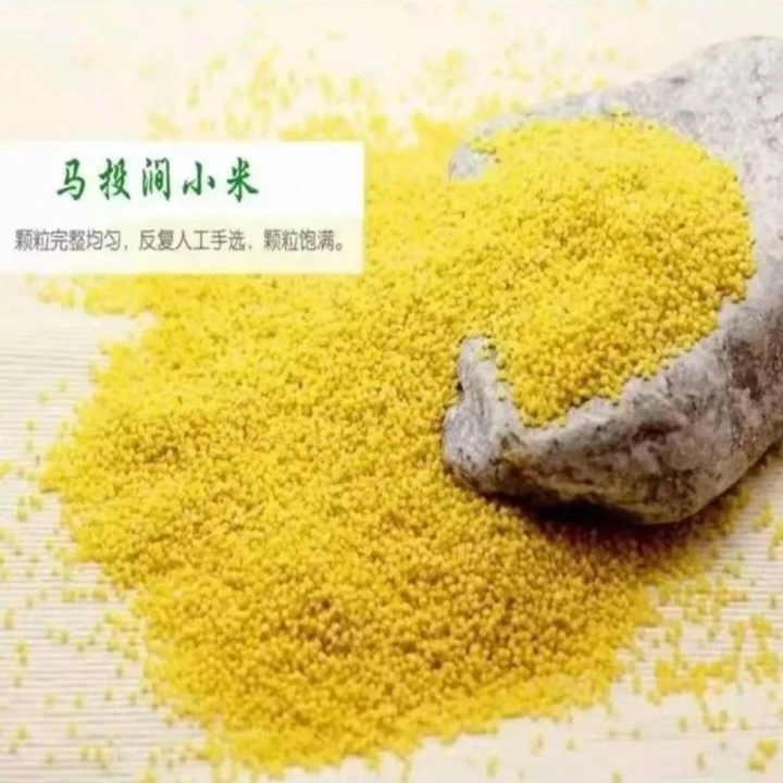 YITIANQING/亿天情正宗河南马投涧免淘粘稠香甜黄小米5斤颗粒营养