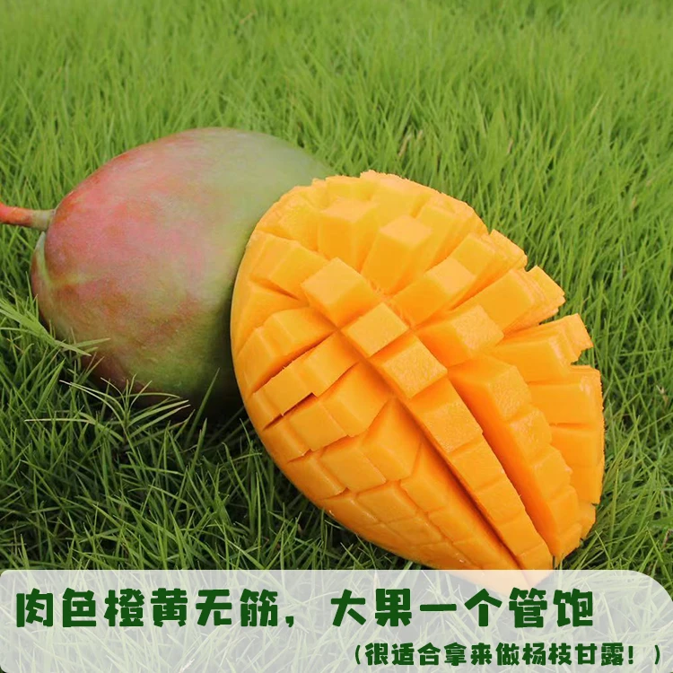 攀香源攀枝花凯特芒果新鲜采摘大脸芒皮薄肉厚香甜多汁现货5斤9斤