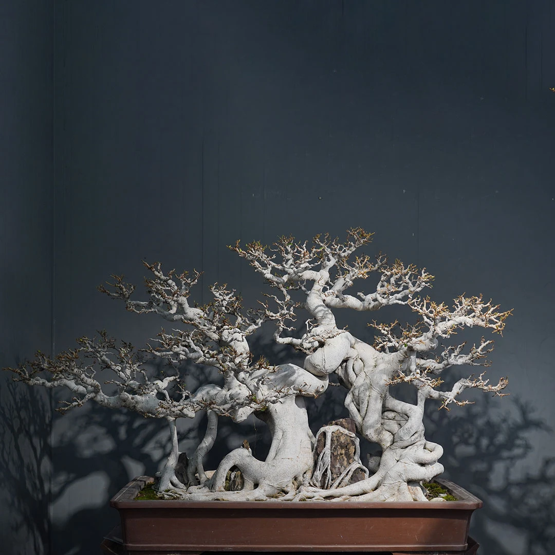 【一物一拍】银奖榕树精品盆景庭院玄关室内外喜阳【非直播期间勿拍】