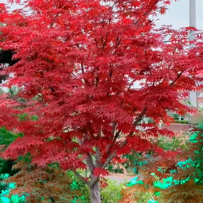 庭院耐寒植物栽培红枫树苗，春季三季红红枫，红舞姬红枫