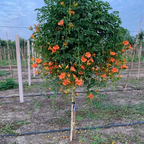 庭院植物中华凌霄花苗开花垂吊型爬藤凌霄花树苗棒棒糖倒挂金钟