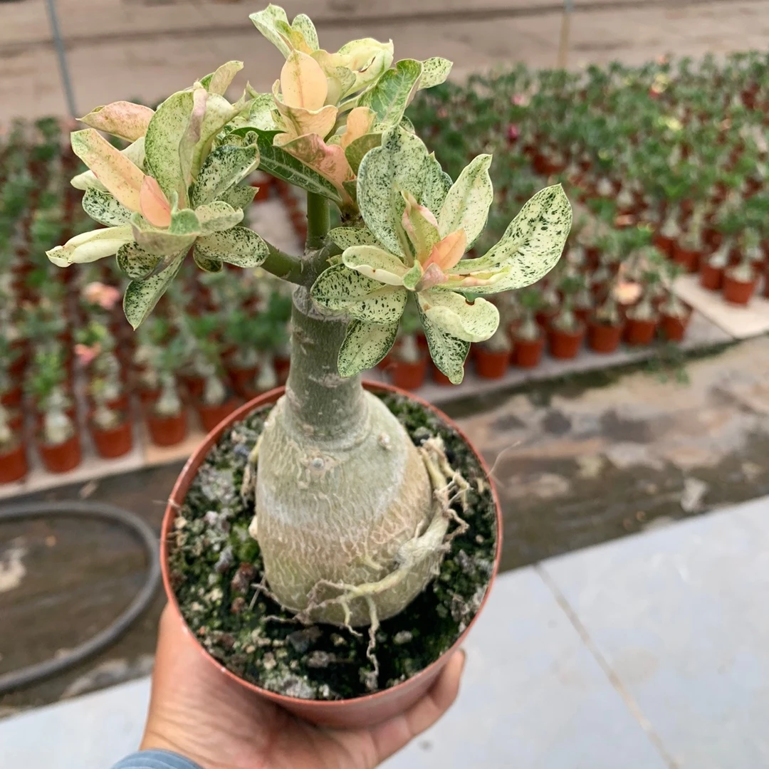 沙漠玫瑰嫁接锦叶