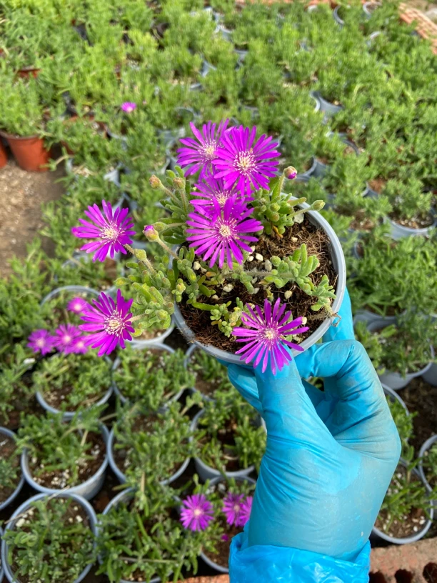 枝干番杏荧光兔中号3盆装 带盆发货