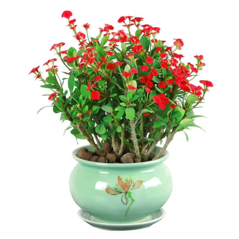 虎刺梅盆栽原盆花卉四季开花好养小大花铁海棠艳丽观花桌面盆栽