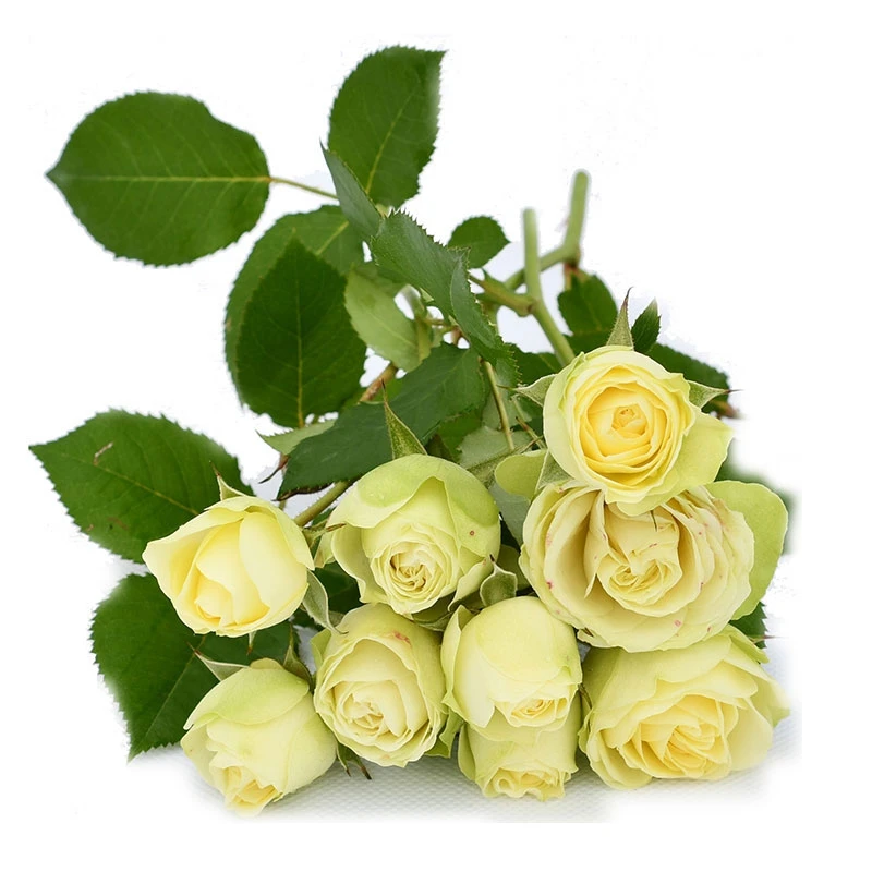 叶落春花卉四季开花灌木月季奶油龙沙