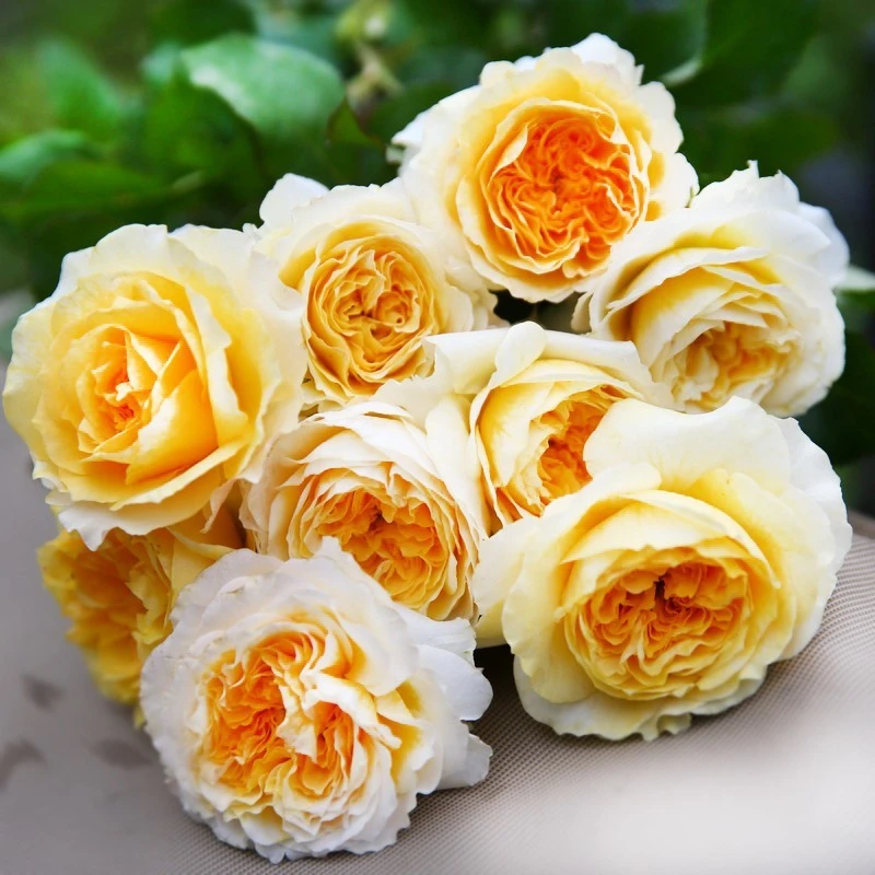 耐寒耐热碧翠丝Beatrice英国奥斯汀切花月季玫瑰花苗四季开花植物