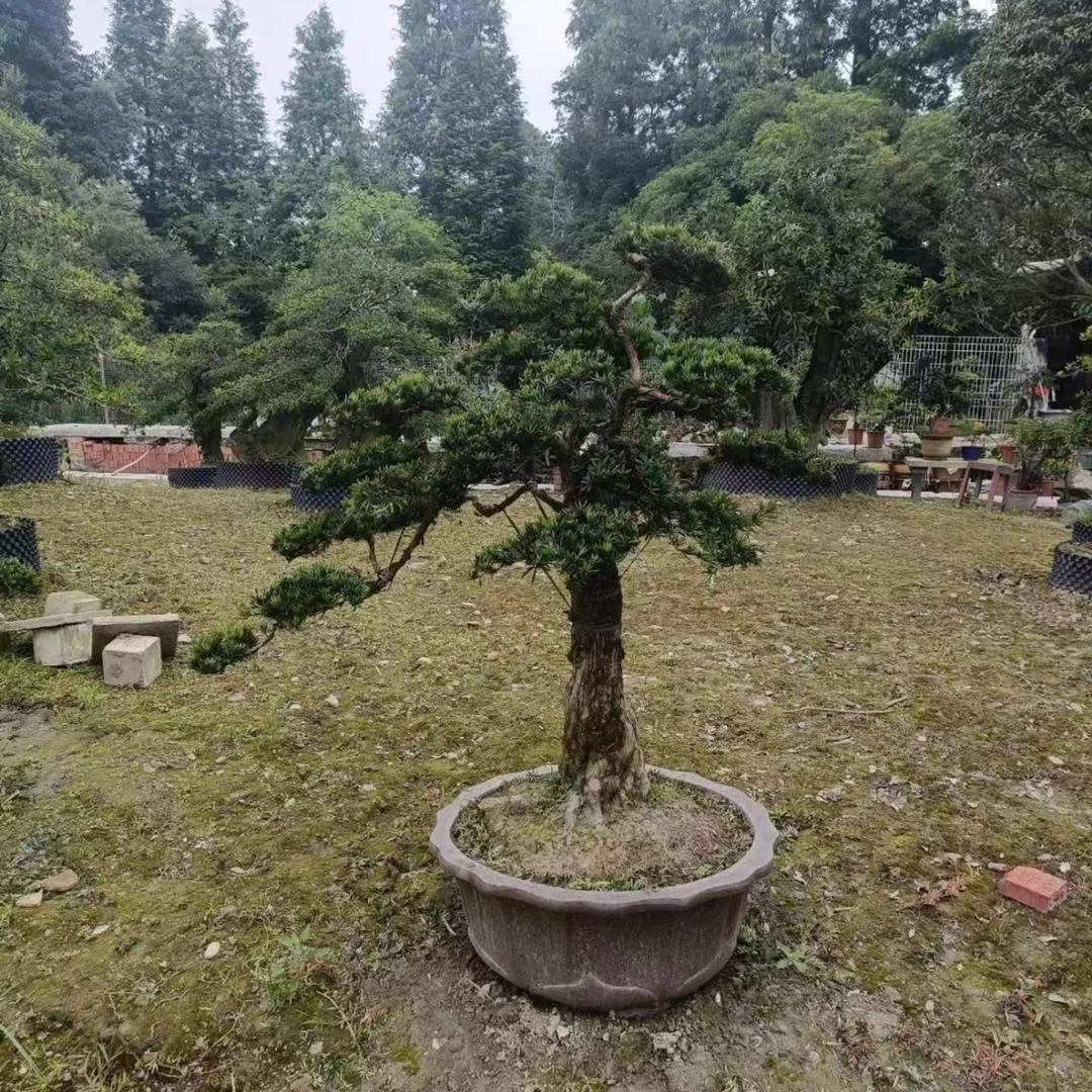 金弹子、罗汉松盆景