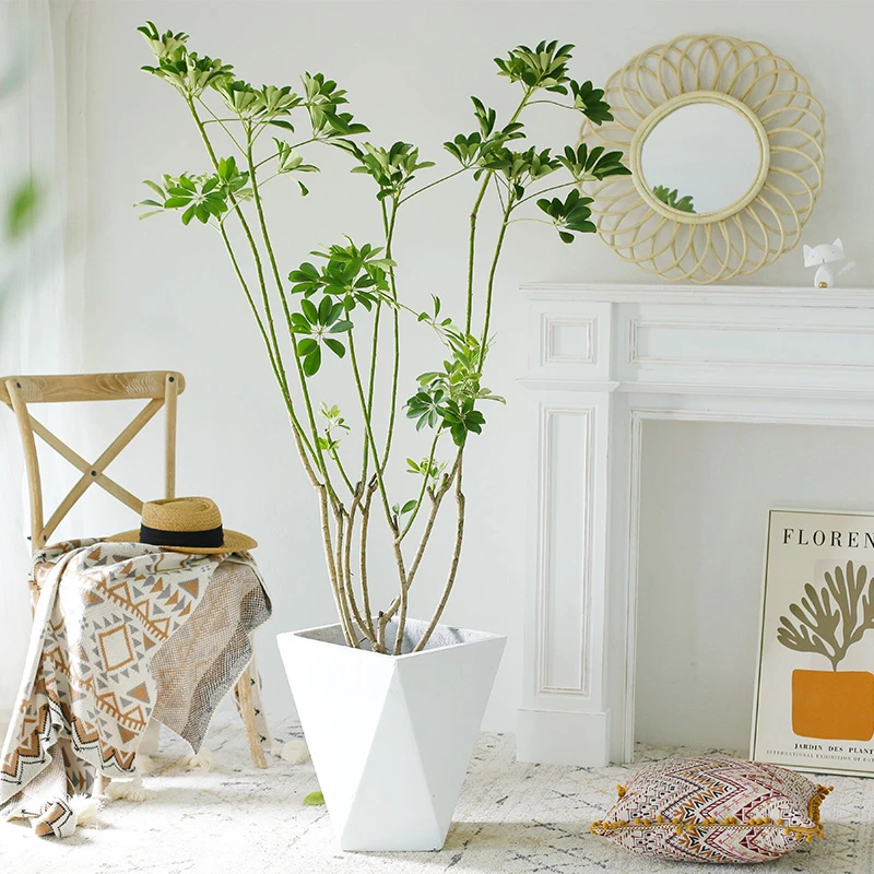 造型鸭脚木盆栽室内观叶绿植老桩常绿七叶莲优雅客厅植物美观庭院