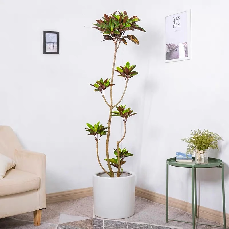 七彩变色木盆栽大型植物老桩室内客厅办公室内绿植造型黄金变叶木