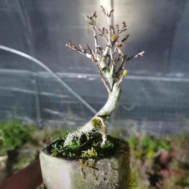 20元～85元，精品盆景拍品链接，