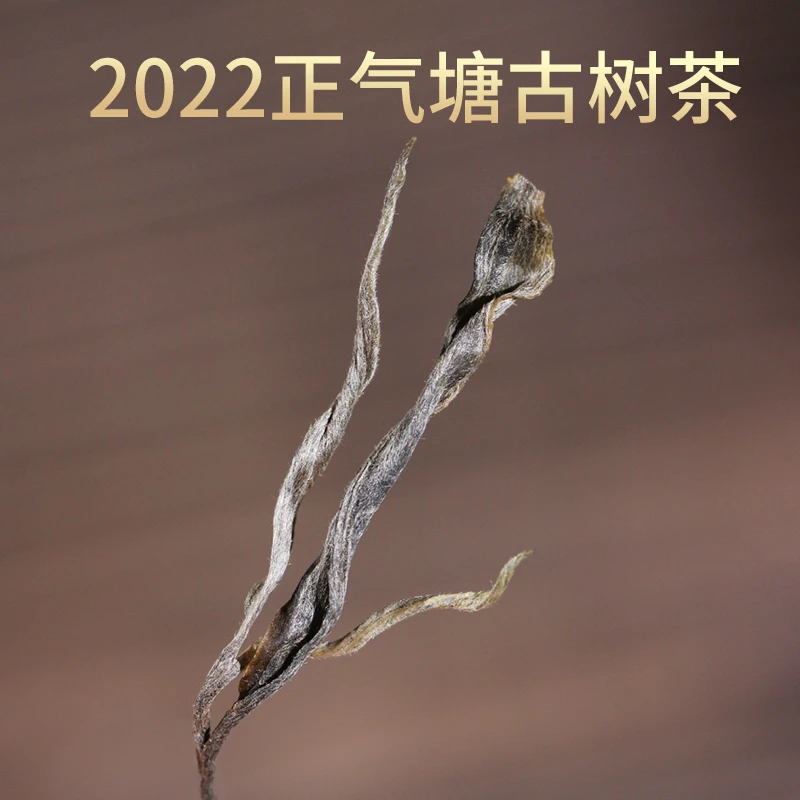 2022年正气塘古树生茶散50克/袋