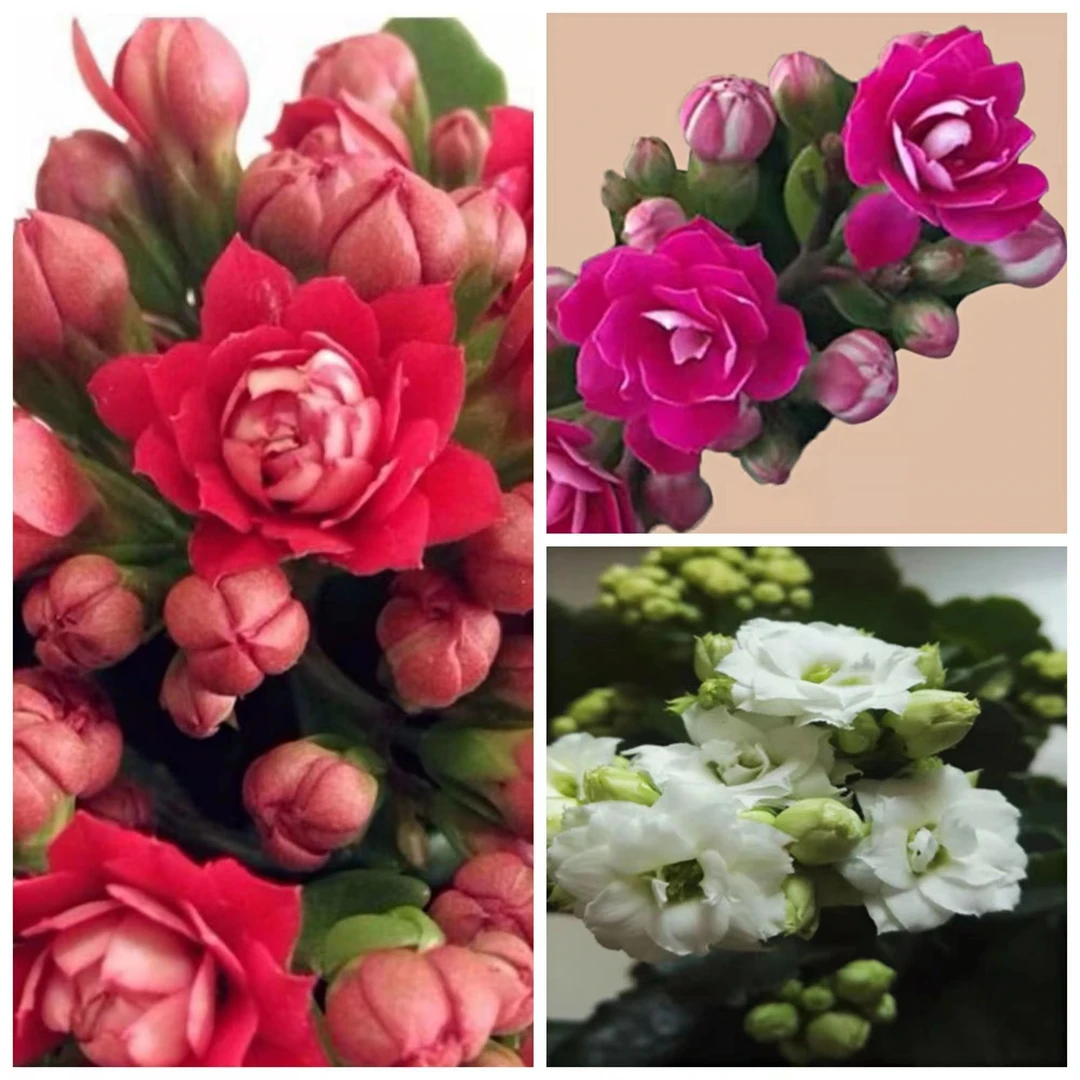 (带花苞发货）长寿花盆栽重瓣大花绿植物四季开花