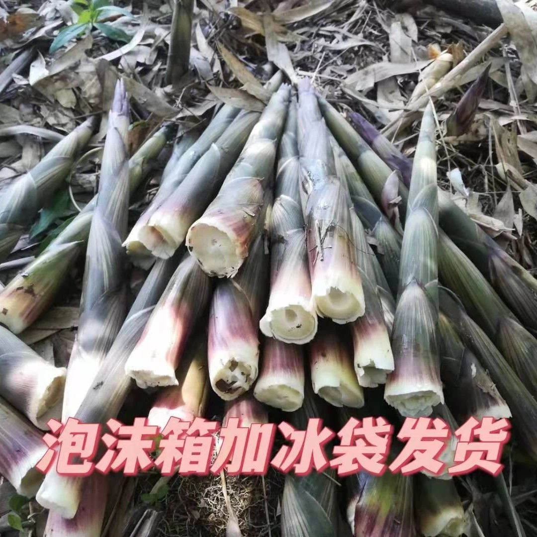 湖南新鲜小竹笋5斤包邮