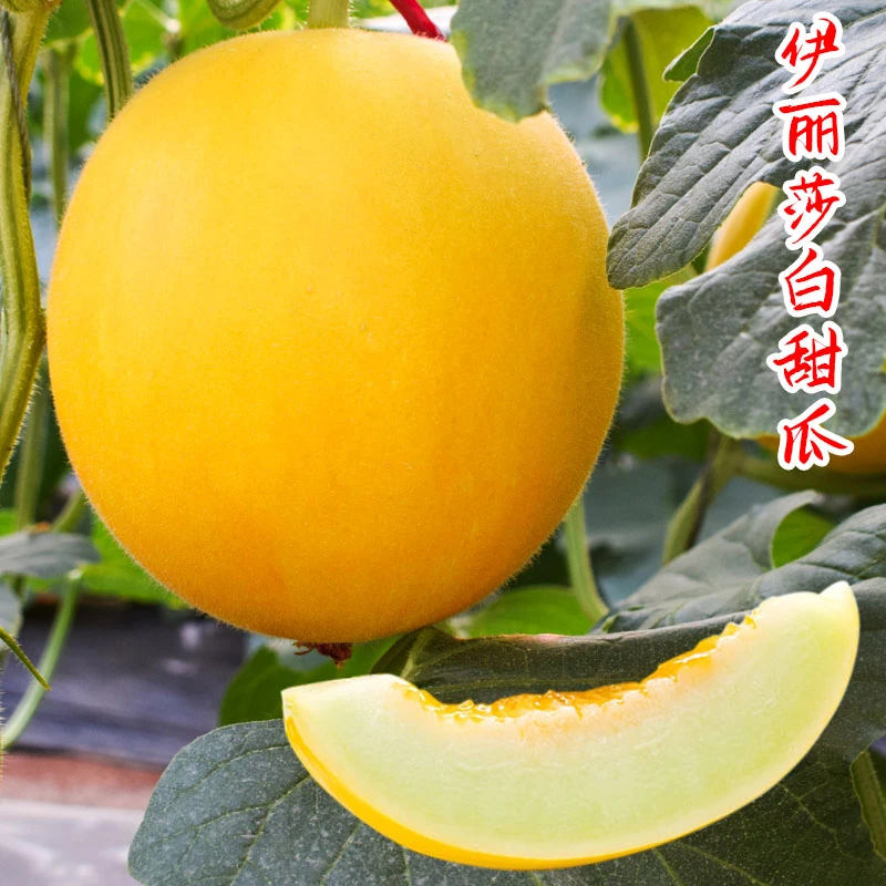 乐众青山伊丽莎白甜瓜种子黄皮甜瓜四季盆栽哈密瓜菜籽水果种子
