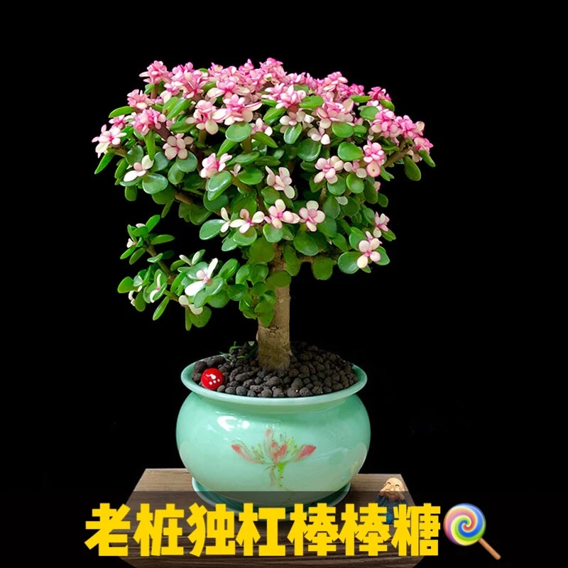 直播金枝玉叶盆栽老桩造型多肉粉色植物好养绿植肉肉花卉雅乐之舞