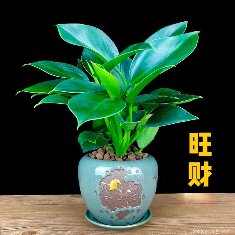 绿公主盆栽招财绿植大叶金钻办公室内客厅四季常青吸甲醛耐阴植物