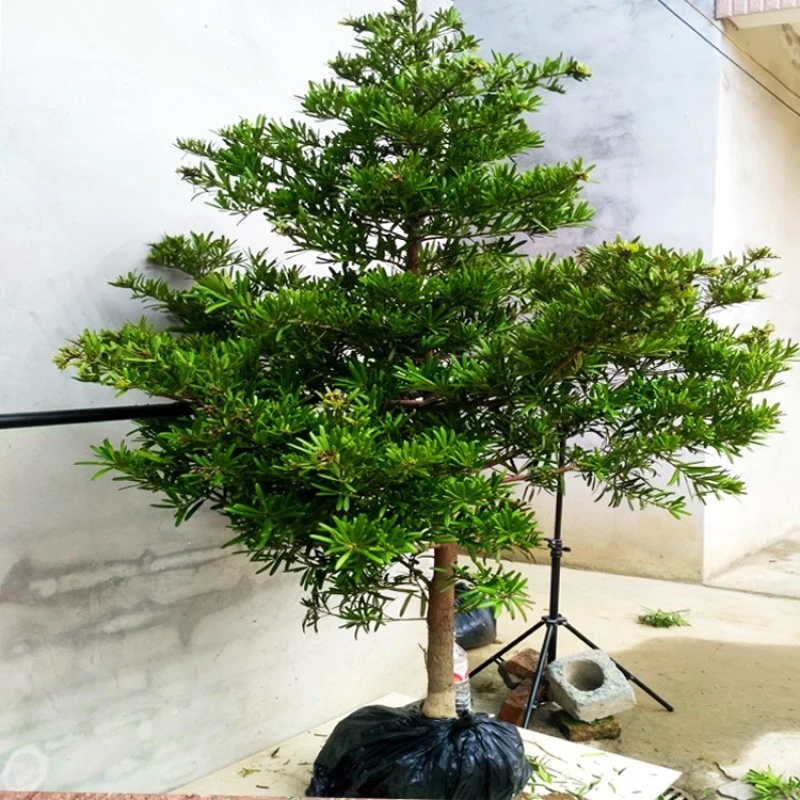 栀球娜罗汉松树苗大树雀舌米叶迎客松老树桩别墅庭院盆栽盆景造型