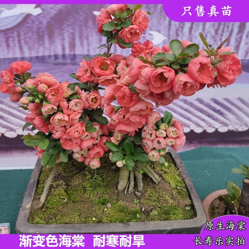 原生长寿乐海棠花苗现挖现发基地直发盆栽抗旱抗寒室内变色海棠花